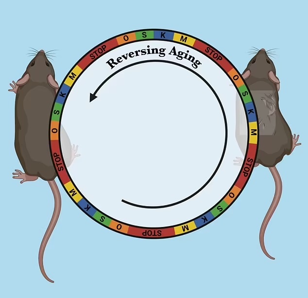 富联娱乐：科学家首次研究发现：卵母细胞衰老可逆转